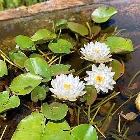 Zen Retreat Met Jacuzzi 3* Grez-Doiceau