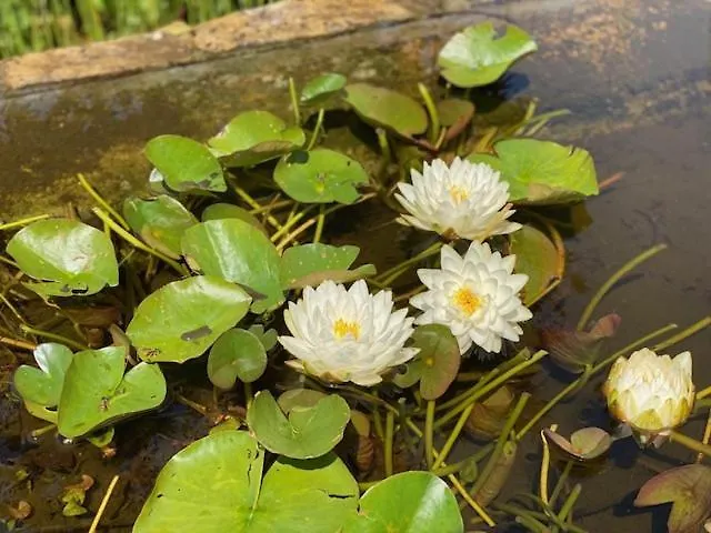 Alojamento de Acomodação e Pequeno-almoço Zen Retreat Met Jacuzzi